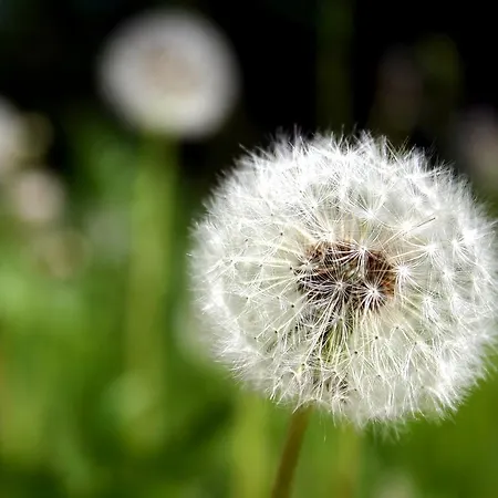 Appartement Pusteblume *