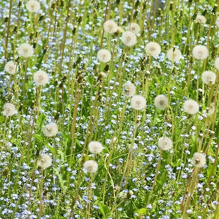 公寓 Pusteblume 维尔德曼