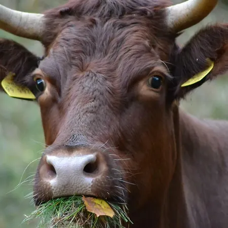Apartamento Pusteblume