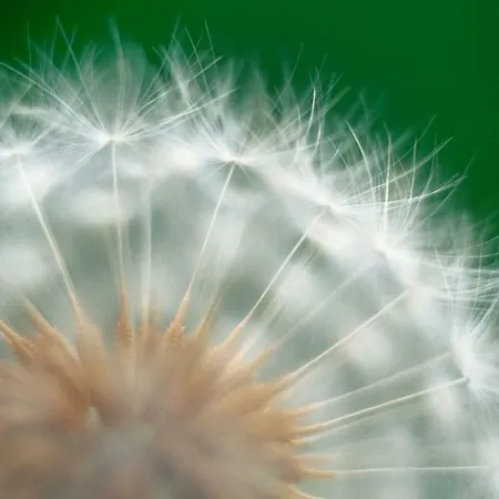 Pusteblume Appartement