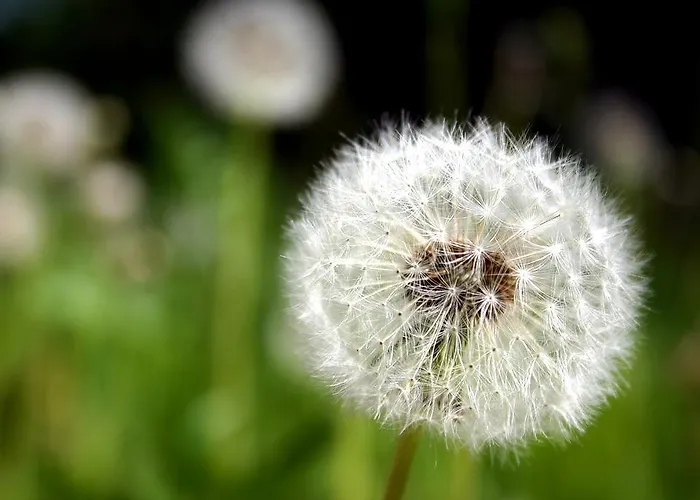 Διαμέρισμα Pusteblume *