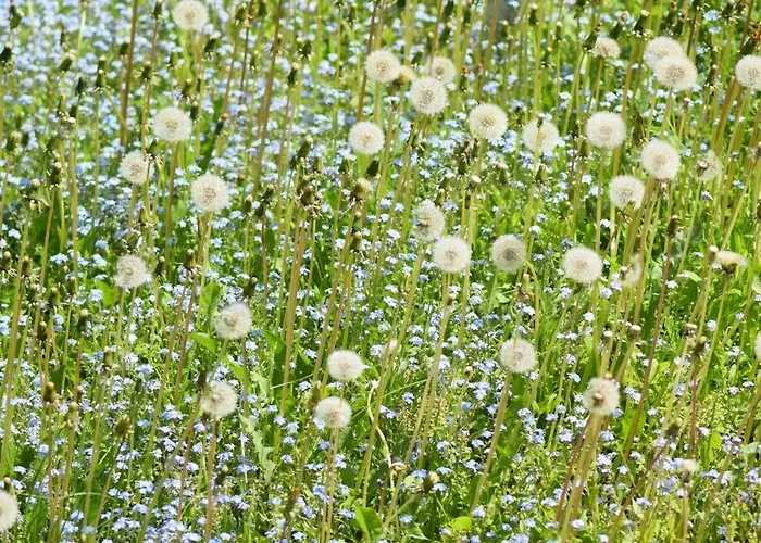 Διαμέρισμα Pusteblume Wildemann