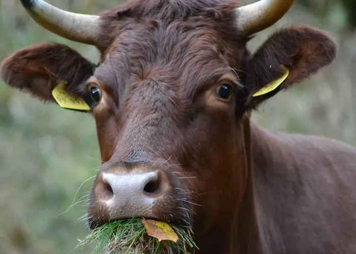 Διαμέρισμα Pusteblume