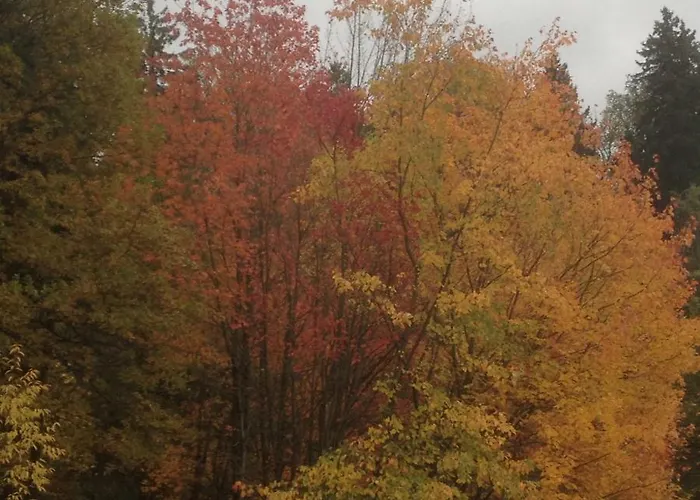 Pusteblume * Wildemann