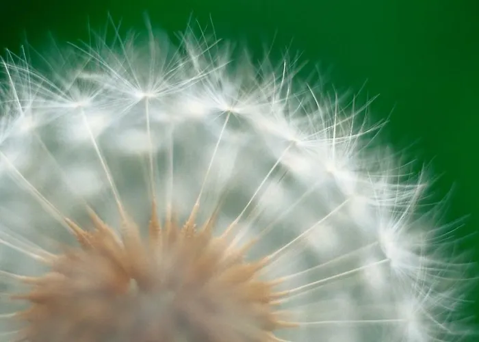 Pusteblume Διαμέρισμα